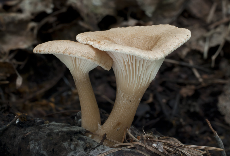 Clitocybe costata